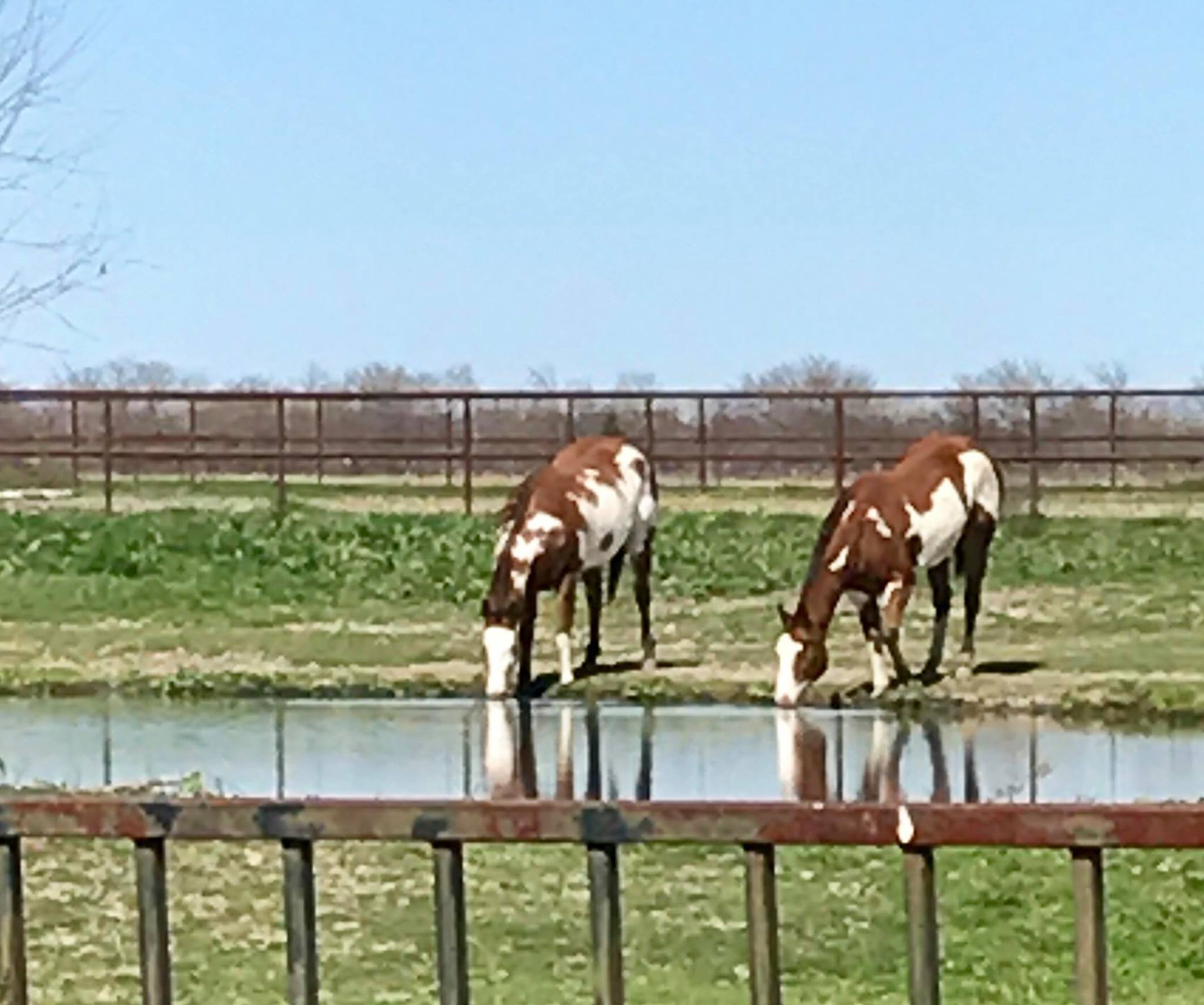 Platinum Paint Horses